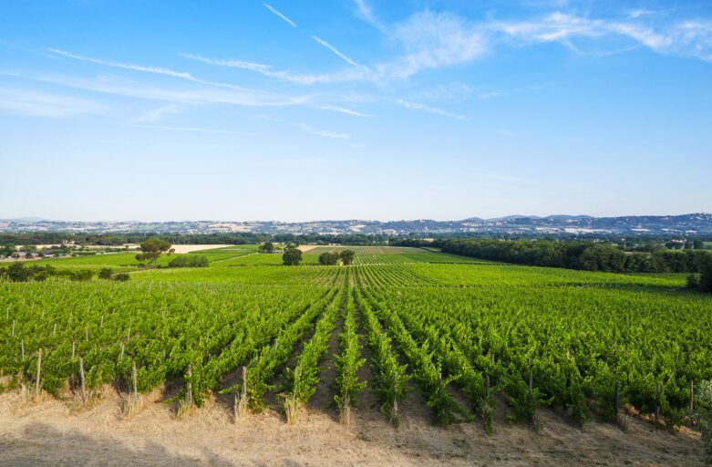 veduta panoramica su un vigneto a Torgiano dal quale si ricava l’uva per la produzione del Torgiano Rosso Riserva DOCG.