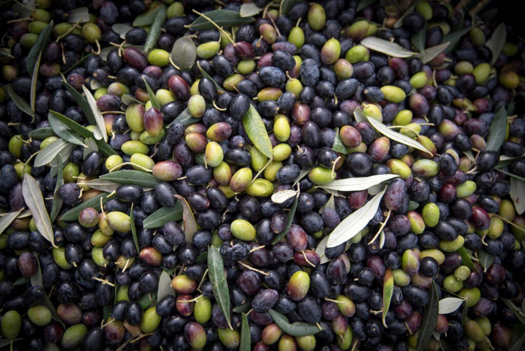 Vista dall'alto di olive appena colte. Le olive, con colori che vanno dal verde al viola scuro, tra le quali si trovano foglie e piccoli rami, occupano interamente l'immagine.