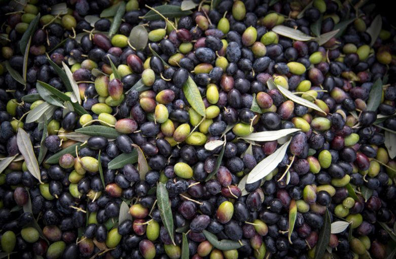 Vista dall'alto di olive appena colte. Le olive, con colori che vanno dal verde al viola scuro, tra le quali si trovano foglie e piccoli rami, occupano interamente l'immagine.