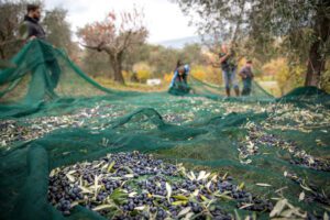 Immagine della rete utilizzata per raccogliere le olive. Questa rete, a maglie fitte per non far fuoriuscire le olive, viene stesa intorno al tronco degli alberi. Vengono poi puliti a mano, nei processi non industriali, i vari rami lasciando cadere a terra le olive, Una volta completato il processo si togli il grosso dei rametti e delle foglie cadute nella rete e si rovesciano delle olive in contenitori per il trasporto.