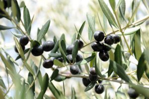 Immagine ravvicinata di un ramo con verdi foglie e olive viola.
