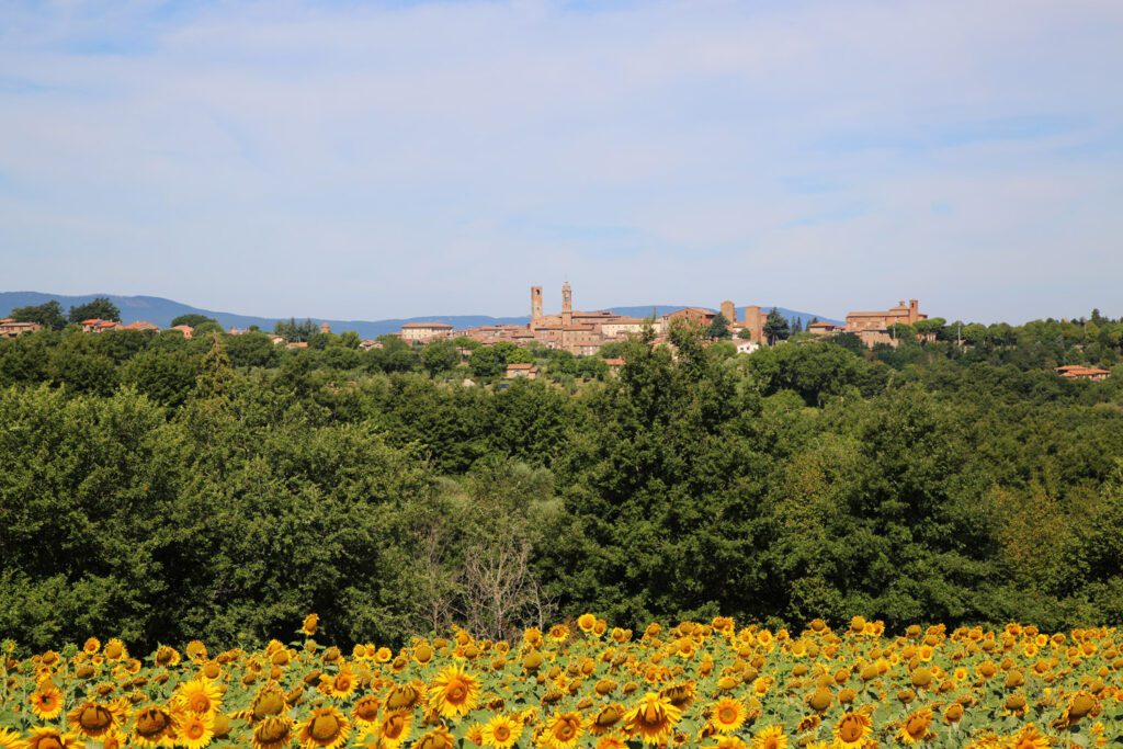 Città della Pieve: vista panoramica con campo di girasoli in basso, salendo verso un bosco dal quale si erge in lontananza Città della Pieve sormontata dal cielo azzurro.