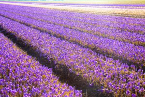 Vista di un campo fiorito di Crocus, da cui nasce lo zafferano. Filari di fiori viola si estendono a perdita d'occhio.