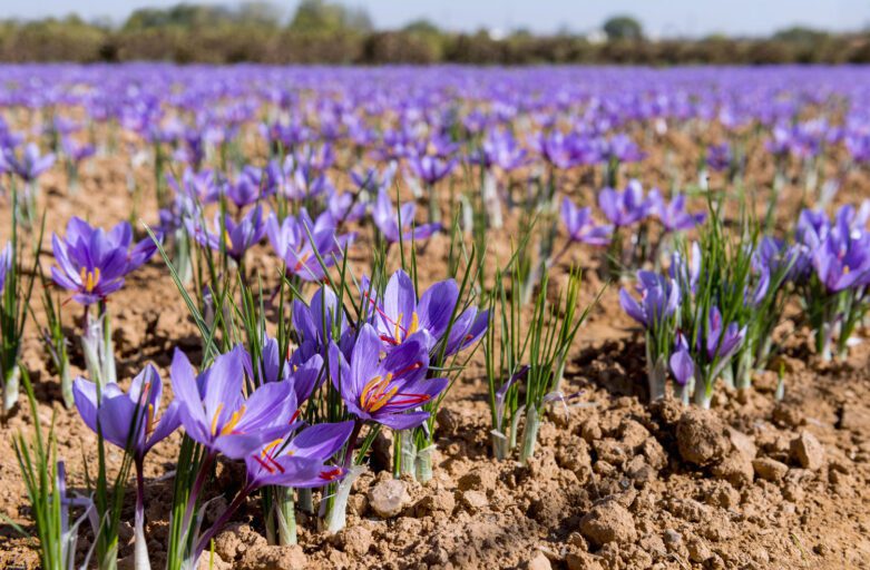 Vista ravvicinata di alcuni fiori di Crocus Sativus, da cui si ricava lo zafferano, con il loro caratteristico colore viola. Dalla terra marrone e un pò brulla spuntano verdi germogli e piccoli fiori viola con stammi rossi.