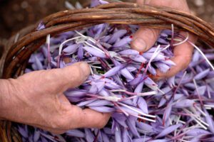 Vista ravvicinata dall'alto di un cesto ricolmo di fiori di croco. Le mani, evidentemente di un contadino, si immergono in questo cesto ricco di fiori viola.