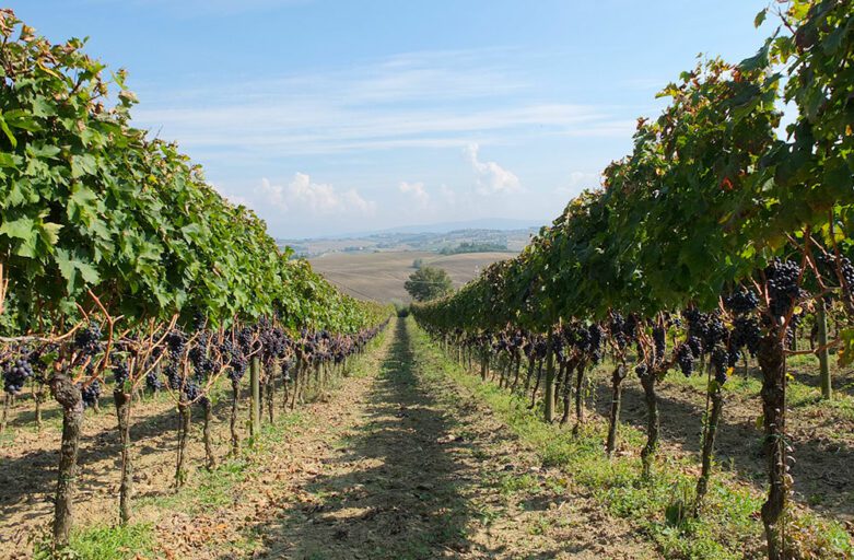 Vista di due filari di vite dal centro del corridoio che le percorre. Le viti sono rigogliose e abbondano i grappoli di uva. Sullo sfondo le colline umbre su un cielo azzurro.