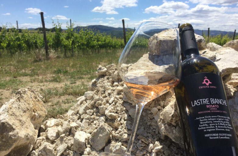 In primo piano un calice di rosato con accanto la sua bottiglia, sullo sfondo le vigne della cantina Cenci