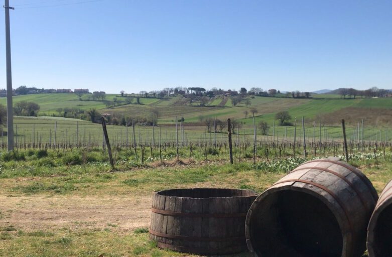 In primo piano delle botti di legno per vino usate come decorazioni, più dietro i filari delle viti e sullo sfondo le colline della zona di Marsciano.