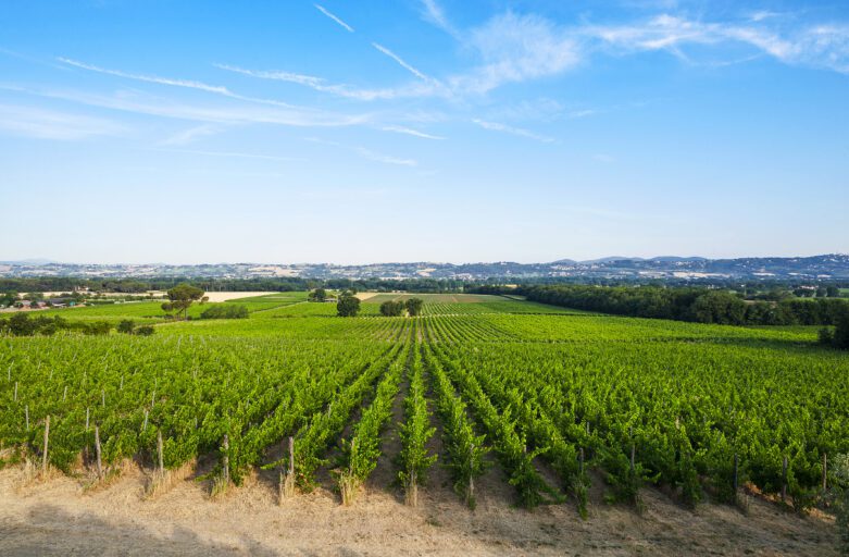 panoramic view on a vineyard in Torgiano from which the grapes for the Torgiano Rosso Riserva DOCG are taken.