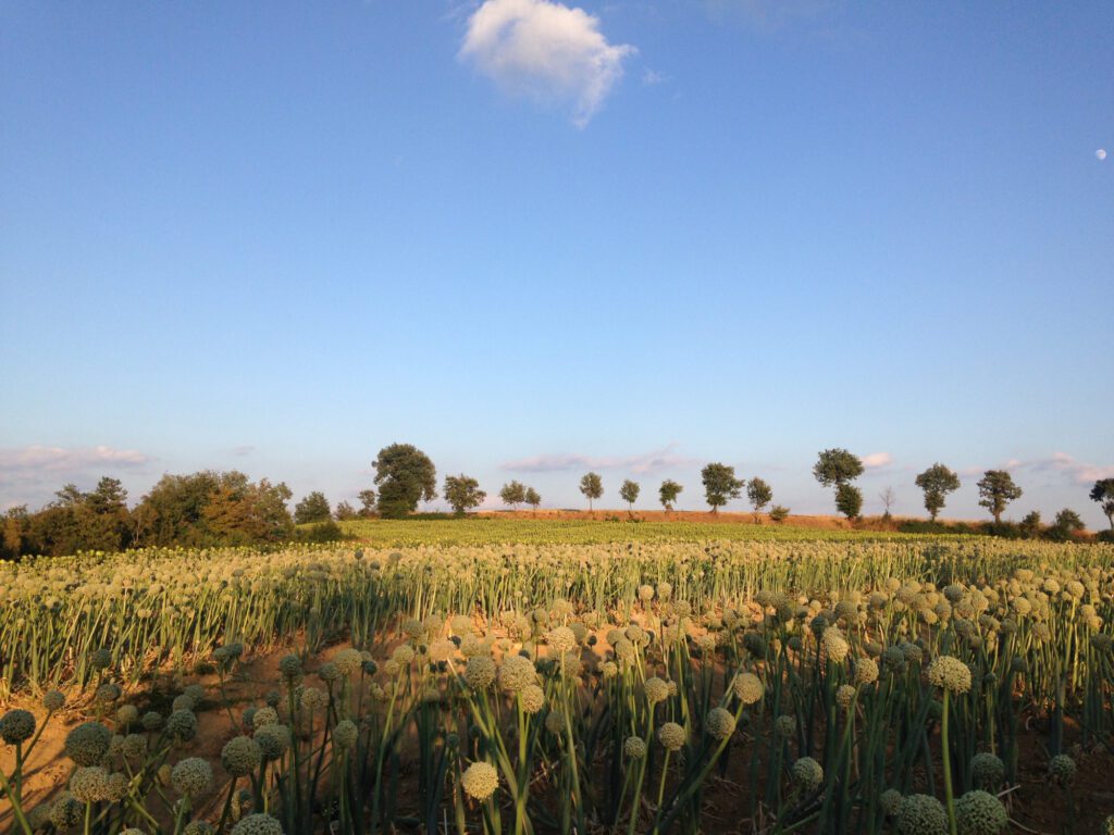 veduta d’insieme su un’ampia distesa all’aperto di bulbi di cipolle in fiore.