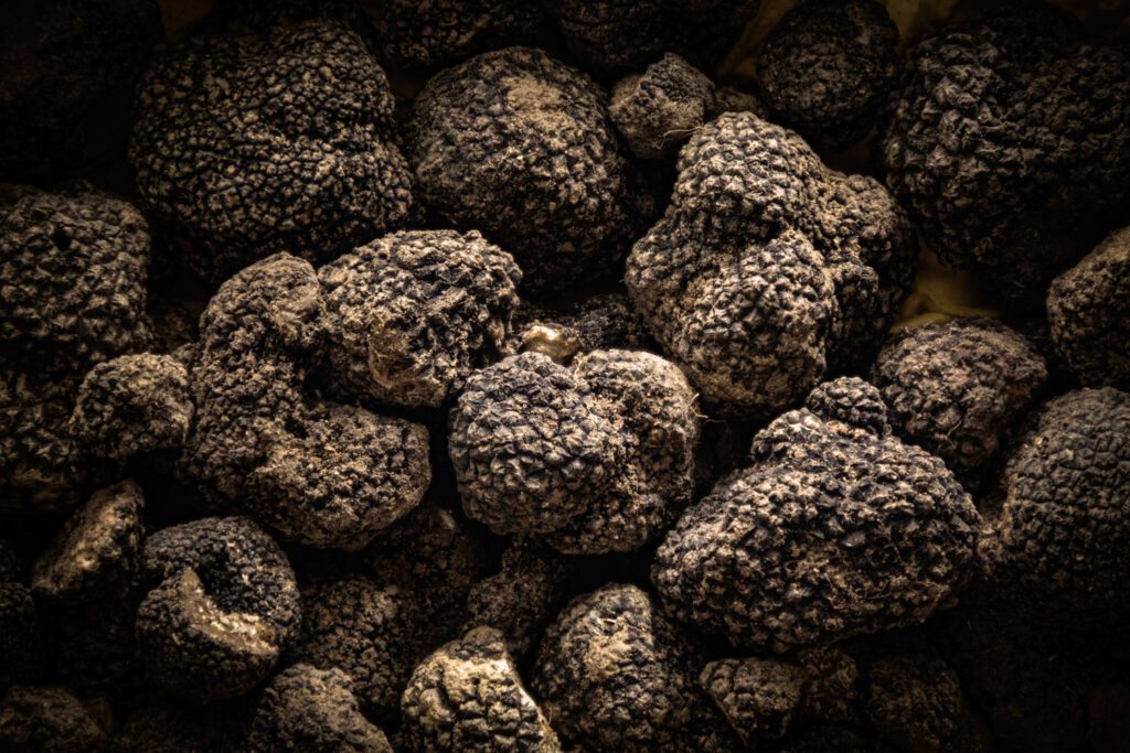 Fine Black Truffle of Umbria seen from above