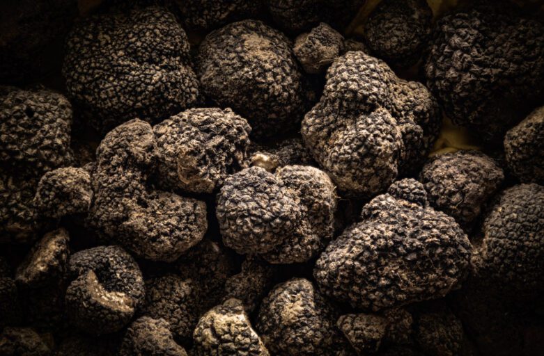 Fine Black Truffle of Umbria seen from above