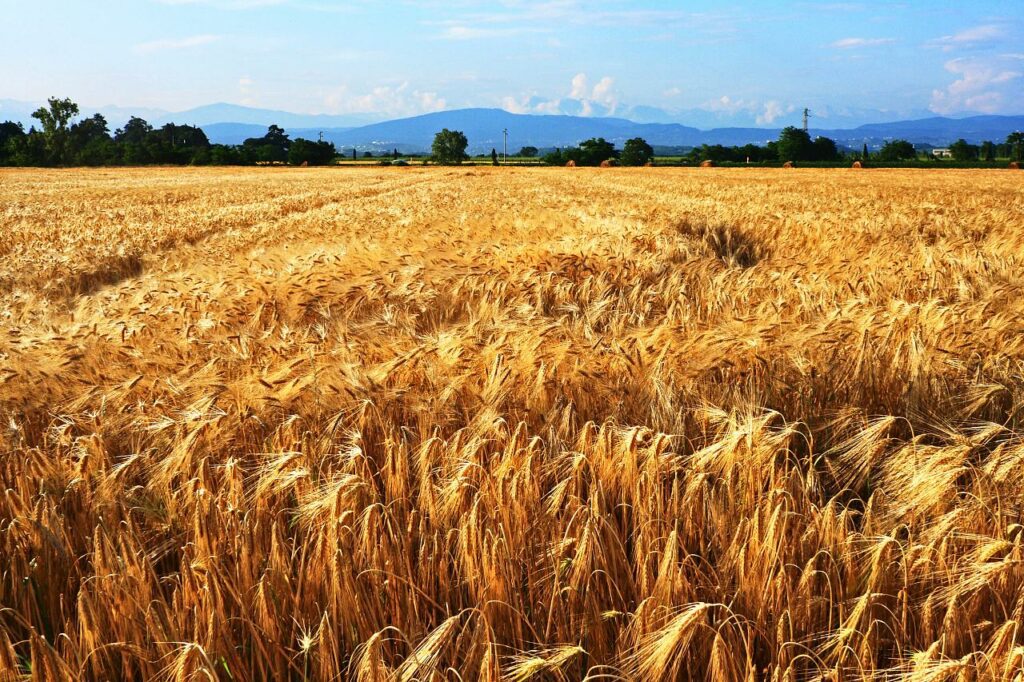 vista panoramica su un campo di farro germogliato, di colore dorato, che si trova in Umbria.