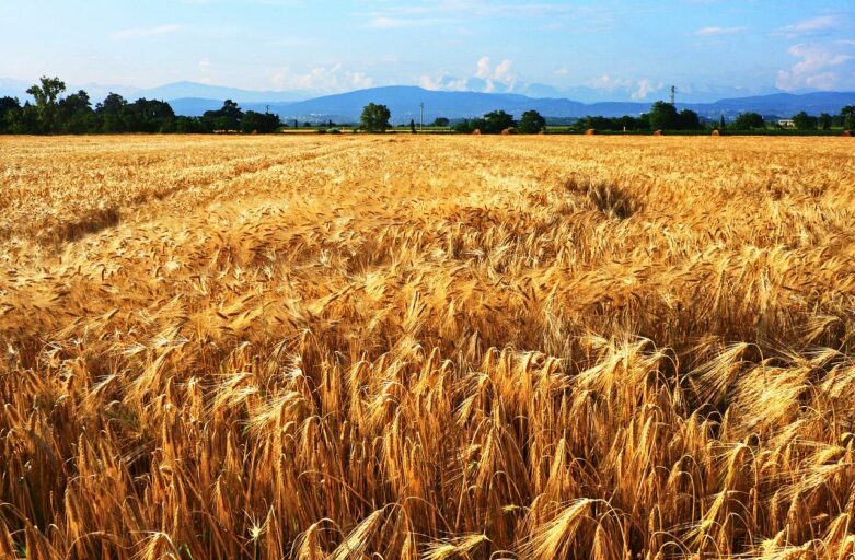 vista panoramica su un campo di farro germogliato, di colore dorato, che si trova in Umbria.