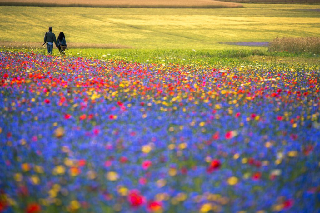 due persone di spalle in lontananza camminano in un piano di Castelluccio pieno di fiori multicolore