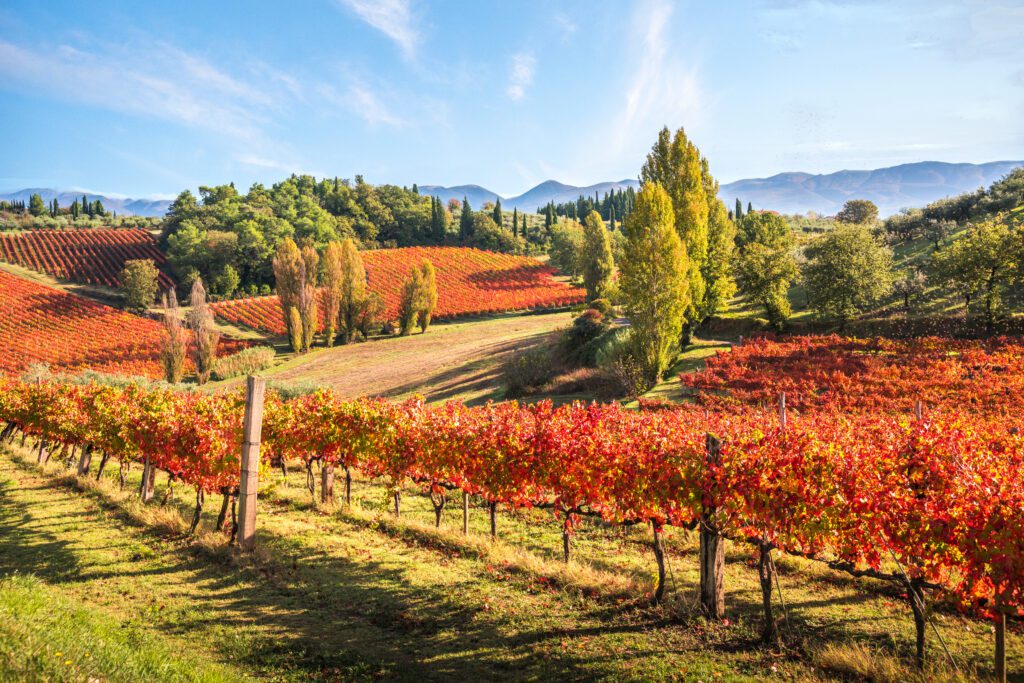 veduta panoramica sulle colline di Montefalco dove sono piantate le viti dalle quali si ricava l’uva per la produzione del Montefalco Sagrantino DOCG