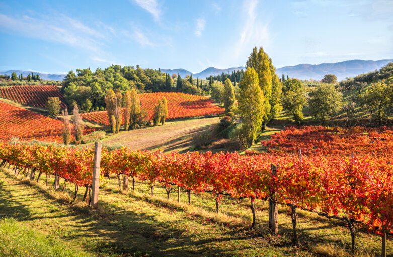 veduta panoramica sulle colline di Montefalco dove sono piantate le viti dalle quali si ricava l’uva per la produzione del Montefalco Sagrantino DOCG