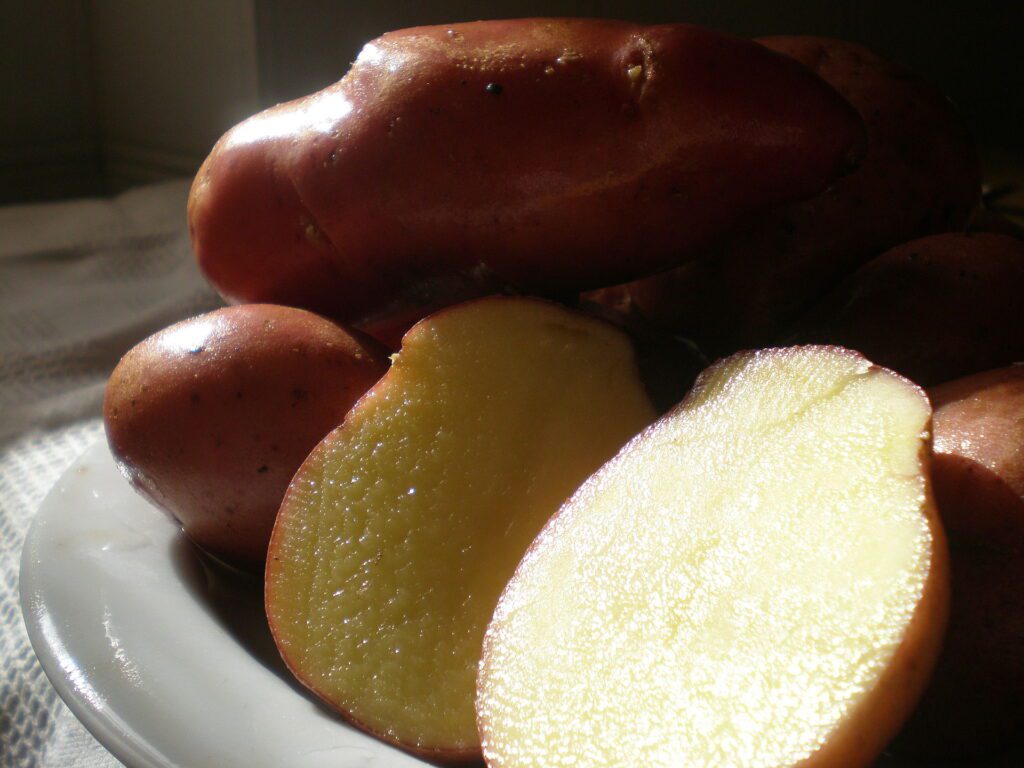 inquadratura ravvicinata su un piatto di patate rosse di Colfiorito. In primo piano c’è una patata tagliata a metà di cui si vede la caratteristica polpa gialla. Adagiate dietro le due metà tagliate, si trovano altre patate rosse intere, di cui si può vedere il colore rosso tipico della buccia.