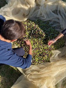 inquadratura dall’alto della fase di selezione delle olive. Le olive si trovano al centro di una rete adagiata sul terreno e una persona, sulla sinistra, accovacciata sopra le olive le sta ripulendo dalle foglie che sono state raccolte insieme a esse. Sulla destra invece si intravedono le mani di un’altra persona intenta a togliere le foglie dalle olive raccolte.