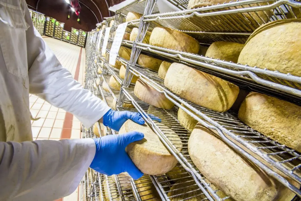 inquadratura in primo piano sulle mani di un casaro che sta muovendo una forma di pecorino toscano. Le forme di formaggio si trovano nei ripiani di una scaffalatura in metallo. In prospettiva, si vede l’interno di una stanza le cui pareti sono ricoperte di questi scaffali che contengono forme di formaggio.