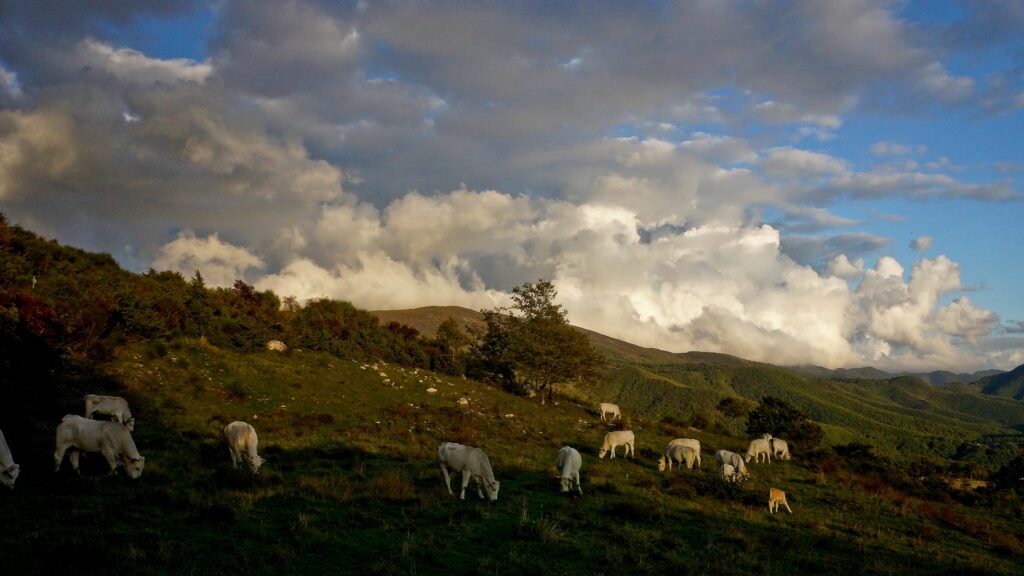 Panoramic photo of a herd of Chianina breed grazing on a hillside meadow. A cloudy sky forms the background of the image.