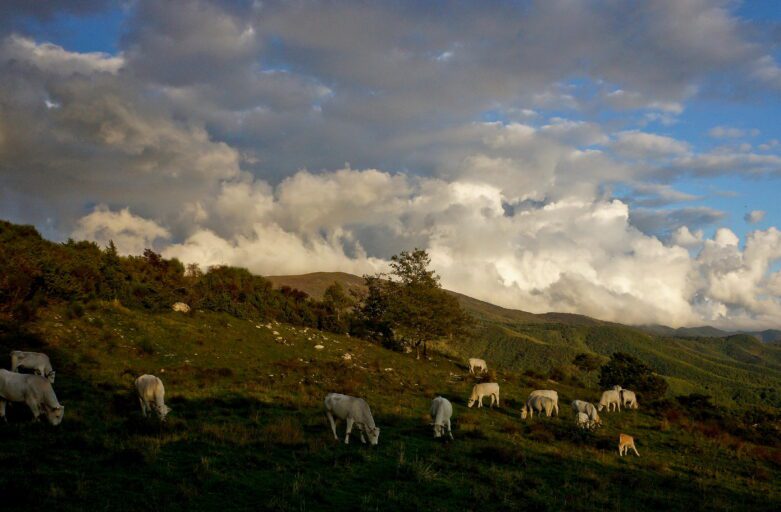 Panoramic photo of a herd of Chianina breed grazing on a hillside meadow. A cloudy sky forms the background of the image.