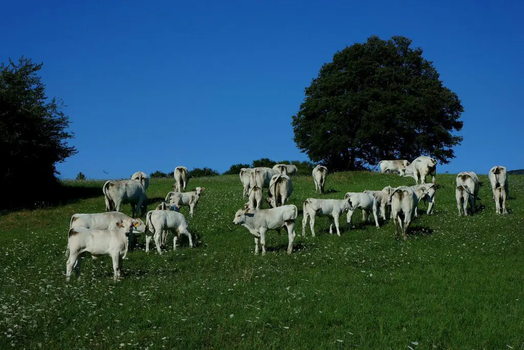 vista frontale di un gregge di vitelloni bianchi dell’Appennino Centrale mentre pascolano allo stato semi-brado su un prato fiorito in una giornata di sole. Sull’estremo lato sinistro e più spostato sulla destra, ci sono due grandi alberi.