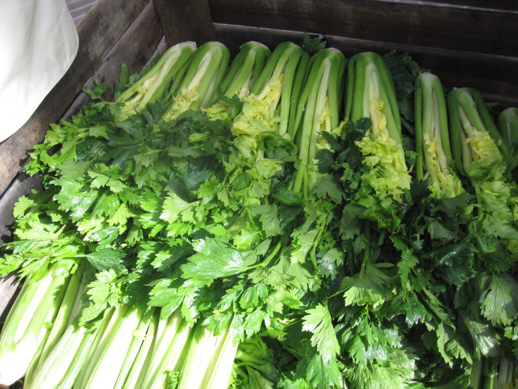 close-up photo of many celery bunches lying next to each other.