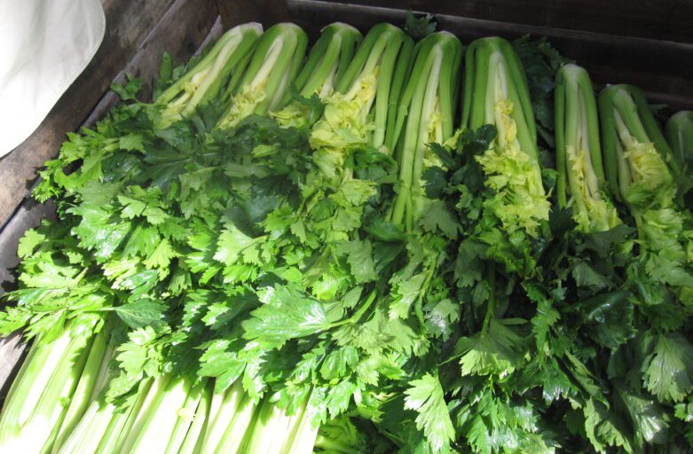 close-up photo of many celery bunches lying next to each other.