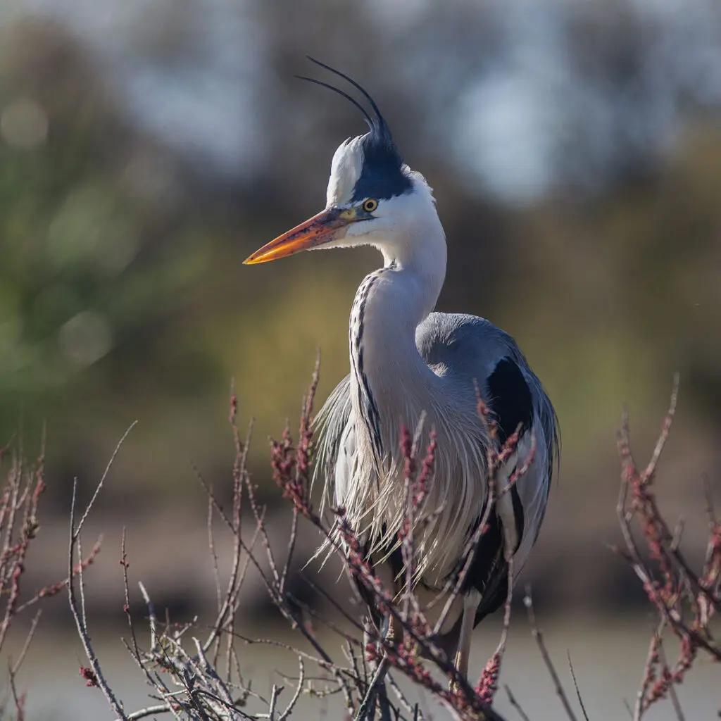 Foto ravvicinata di un airone cinerino al Lago di Alviano.