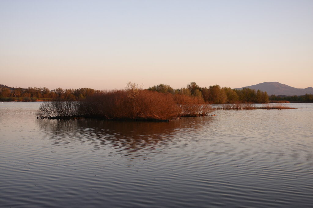Detail of Lake Alviano with aquatic plants growing at the centre of the lake and on the lake banks. The photo has been taken at the sunset.